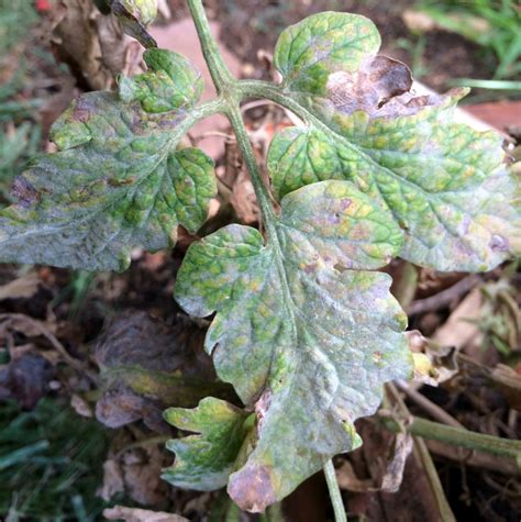 White Spots On Tomato Leaves Green Thumb Dad