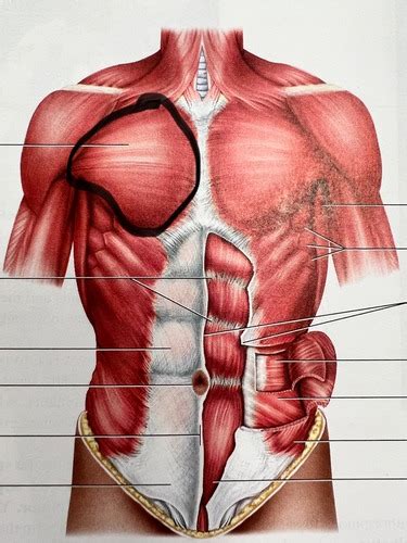 Thorax Abdomen And Back Flashcards Quizlet