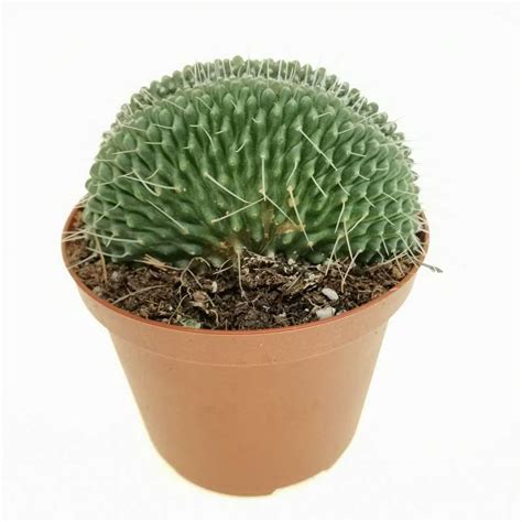 Mammillaria Spinosissima Cv Un Pico F Crestata Cm Cactaceae