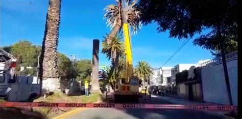 Derriban Palmera Afectada Por Fitoplasma En Avenida Revoluci N En Pachuca