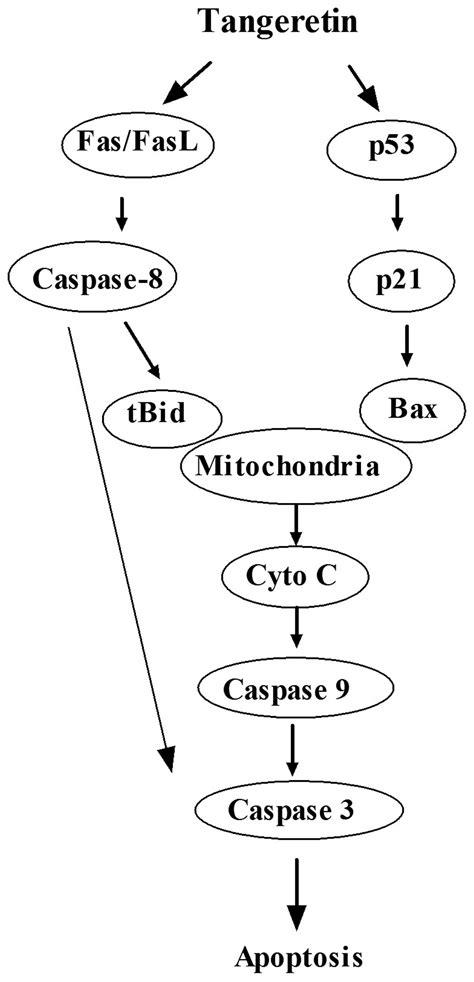 Tangeretin A Citrus Polymethoxyflavonoid Induces Apoptosis Of Human