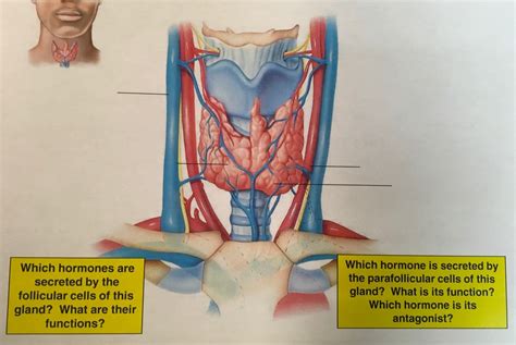 Biol Thyroid Gland And Associated Structures Diagram Quizlet