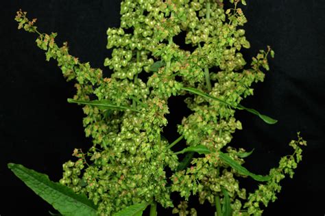 Rumex obtusifolius