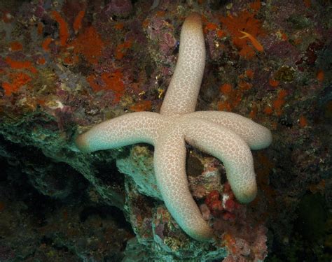 50 Types of Starfish With Pictures - Facts.net