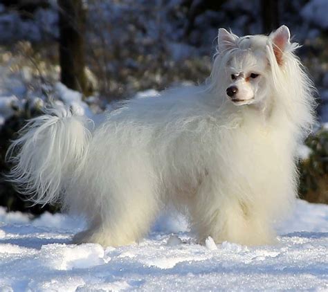 White Powderpuff In The Snow Stunning Cute Cats And Dogs Dogs And