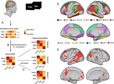 Decoding The Information Structure Underlying The Neural Representation