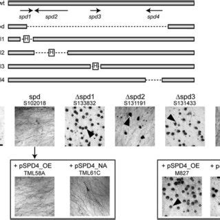 Characterization Of Spd Genes A Schematic Representation Of The Region