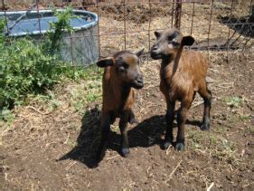 Barbados Black Belly Sheep - Welcome to Remember When Farm!