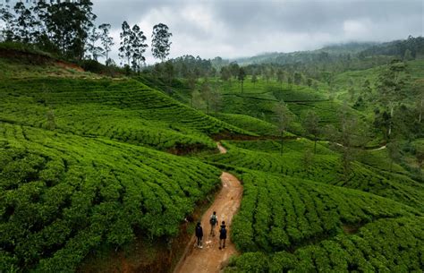Go slow in Sri Lanka with Ceylon Tea Trails Pekoe Trail Journey