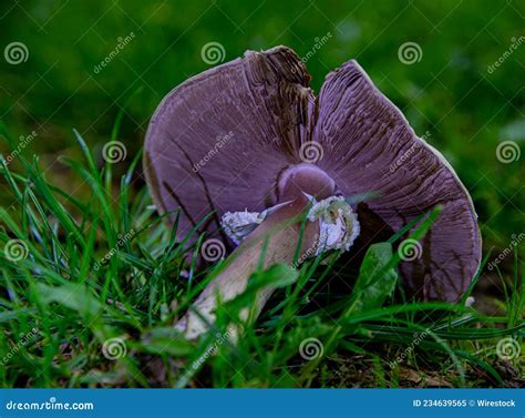 Captura De Pantalla De Un Hongo Que Crece En La Naturaleza Imagen De