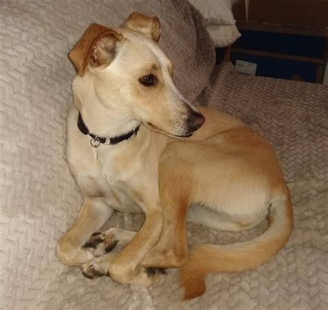 Yellow Lab Whippet Mix