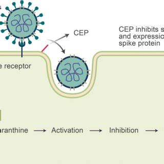 The Mechanism Of Action Of Ribavirin Impdh Inosine Monophosphate