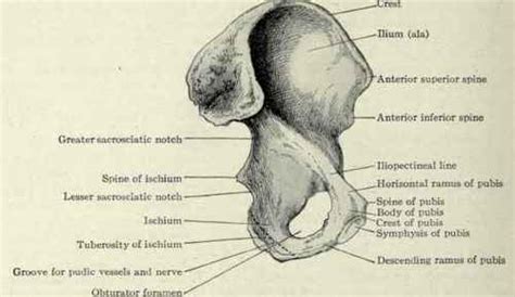 Region Of The Hip