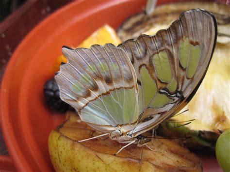 Página 64 Imágenes de Metamorfosis Mariposa Descarga gratuita en