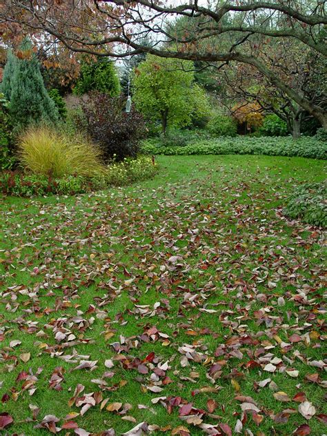 The Great Fall Leaf (Leaf Fall?) Debate | Garden Housecalls