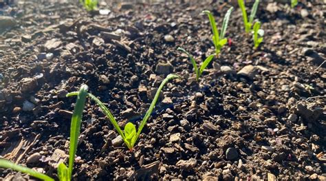 Spinach Seeds Germination