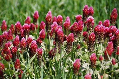 Where To Buy Clover Seed In Bulk - Garden Ambition