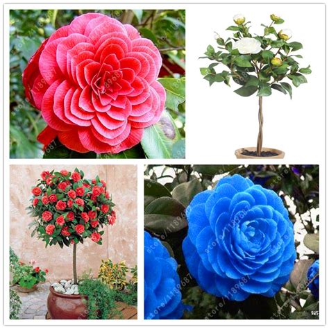 100% Real Common camellia seeds, (camellia japonica), bonsai flower ...