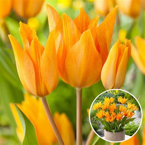 Plant In A Box Tulipa Praestans Shogun Bloembollen X Tulp