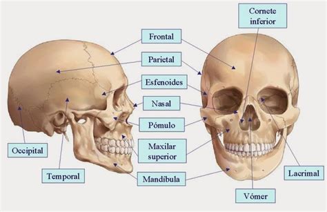 Huesos cráneo y cara Material de enfermagem Curso tecnico de