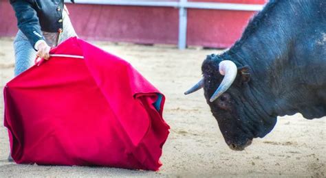 Do Bulls Really Get Angry At The Color Red The Fact Site