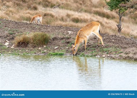 Deer Drinking From A Watering Hole Stock Image Image Of Eating Tree