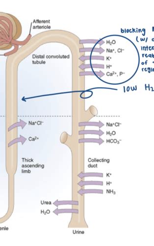 Renal Pathophysiology Flashcards Quizlet