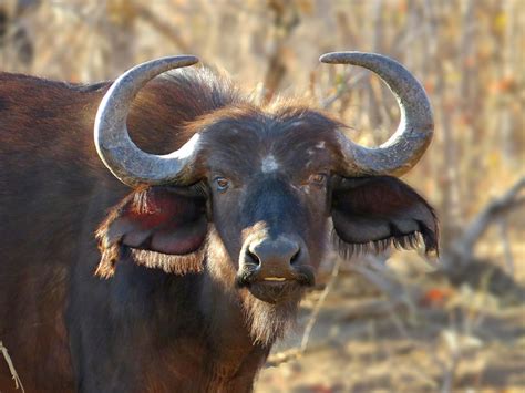 Nice Ear-Do! | This female African Buffalo posed for her por… | Flickr