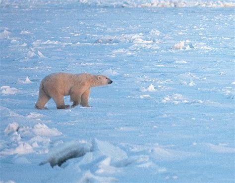 Staying Frosty Polar Bears Are Five Times Older Than Thought And