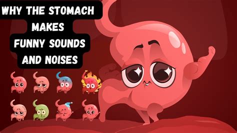 Why The Stomach Makes Funny Sounds And Noises Stomach Rumbling