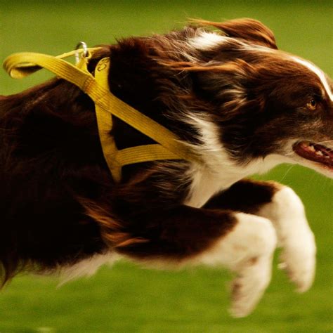 Are Border Collie Puppies Hard To Train