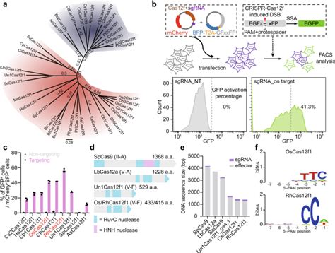 Engineered Crispr Oscas12f1 And Rhcas12f1 With Robust Activities And