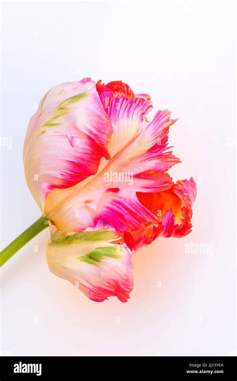 Parrot Tulip Green Wave Hi Res Stock Photography And Images Alamy