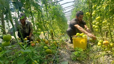 Farming in Azerbaijan, JAMnews