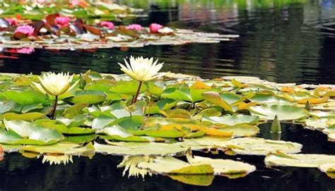 Top Plantas Que Viven En El Mar M S Caracter Sticas Y M S