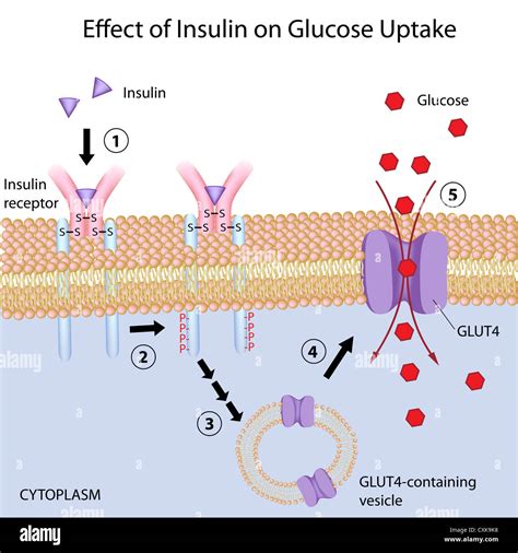 Receptor De La Insulina Fotograf As E Im Genes De Alta Resoluci N Alamy