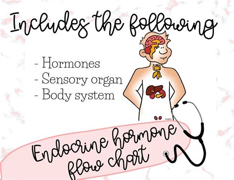 Endocrine Hormones Flow Chart Nursing Student Nurses | Etsy
