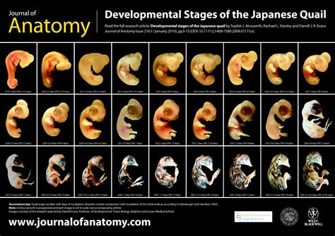 Chicken Embryo Development