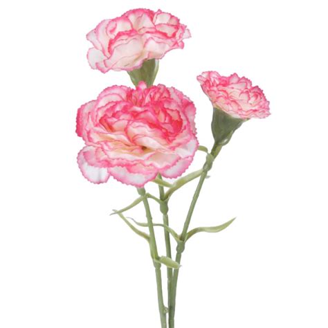 Carnation Tuinanjer Roze 60cm FloralKings