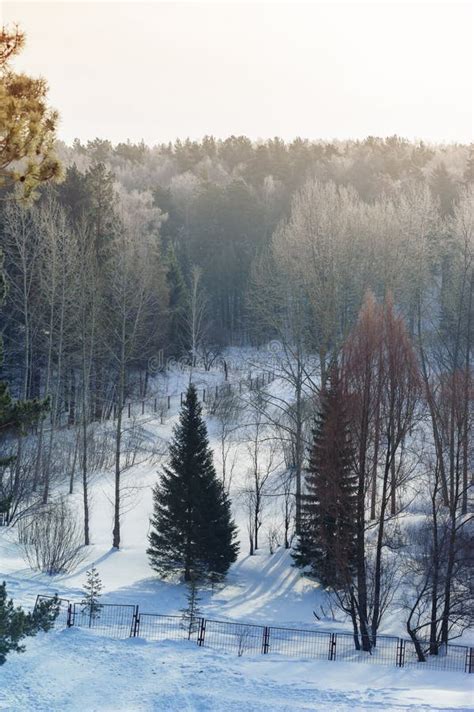 Pine tree in the park stock photo. Image of walk, pine - 50409374