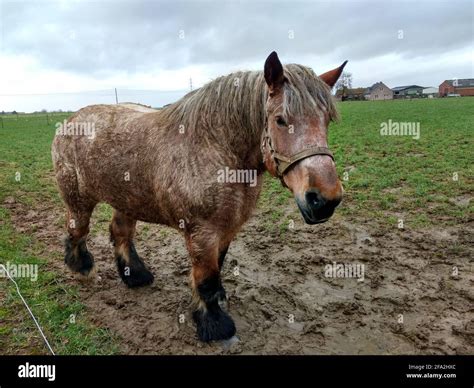 Belgian draft horse Stock Photo - Alamy