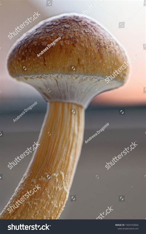 Ecuador Magic Mushroom Psilocybe Cubensis Specie Stock Photo 1503103826