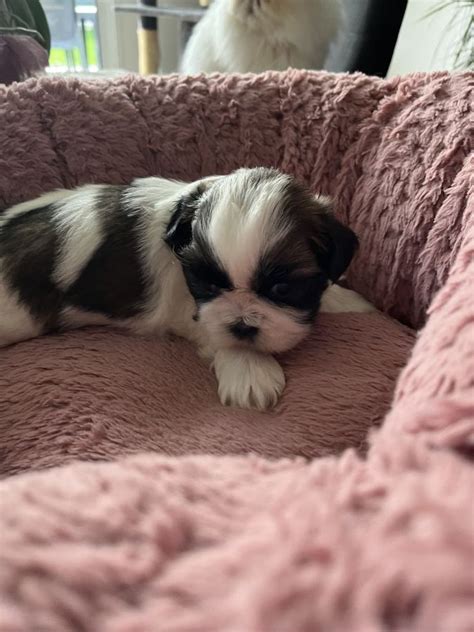 Chiots Shih Tzu Uncompagnon Fr