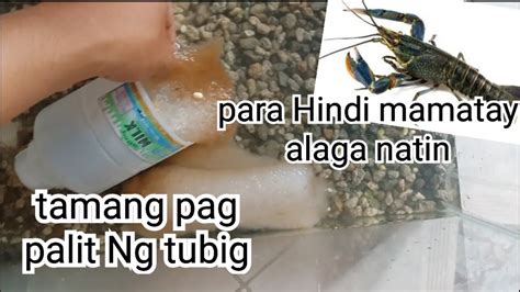 Tamang Pag Palit Ng Tubig Ng Crayfish Sa Aquarium Crayfish