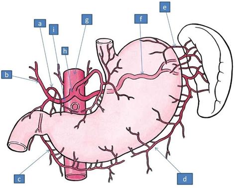 A Right Gastric Artery B Hepatic Artery C Rigth Gastro Omental