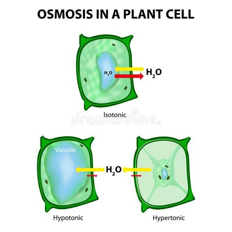 Osmosis In A Plant Cell 3 Types Of Tonicity Hypotonic Hypertonic