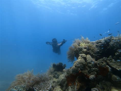 La Chasse Sous Marine Moderne Le Manuel Ama C Lio 4