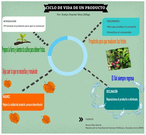 Ciclo De Vida Del Producto