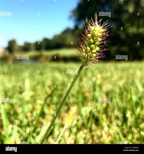 Beautiful Weeds Hi Res Stock Photography And Images Alamy