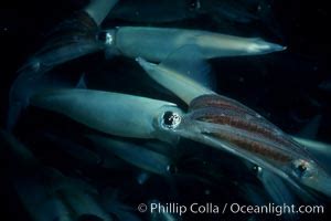 Squid Mating Loligo Opalescens Photo La Jolla California 02548